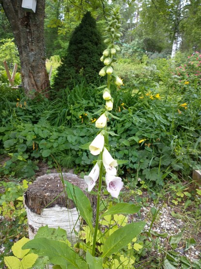 Digitalis purpurea turning purple
