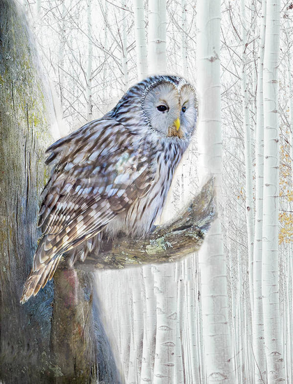 Hoot Owl on a branch with a background of white barked trees available here:

https://pixels.com/featured/hoot-owl-painterly-norma-brandsberg.html