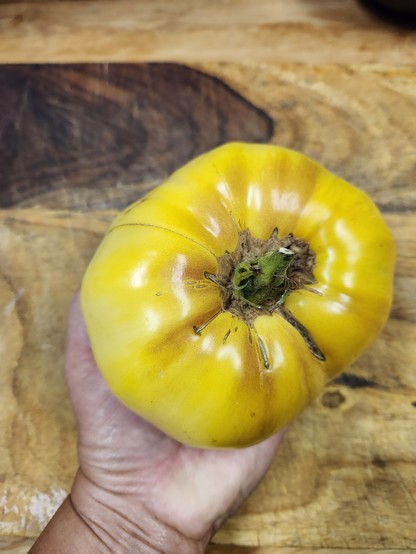 A giant yellow tomato dwarfs the hand holding it.