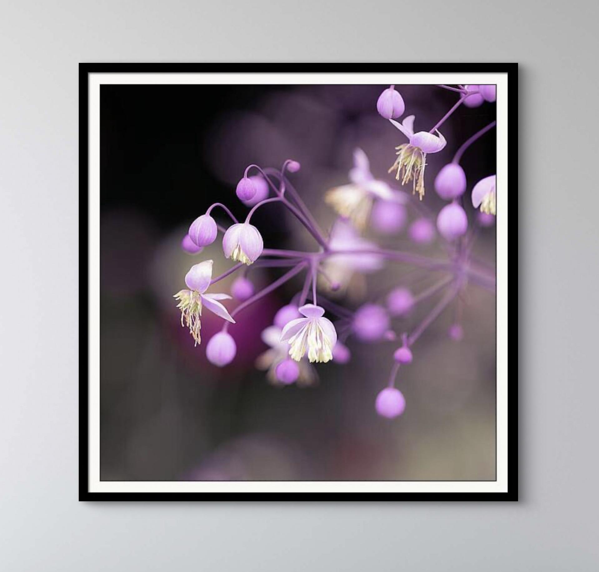 Delicate purple flowers with soft petals and long stamens are captured in a close-up, conveying a tranquil and elegant atmosphere. The blurred background enhances the focus on the intricate details of the blossoms. Delicate purple flowers with soft petals and long stamens are captured in a close-up, conveying a tranquil and elegant atmosphere. The blurred background enhances the focus on the intricate details of the blossoms.