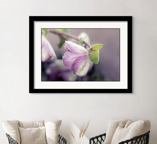 Delicately frosted petals of a pink Helleborus flower called Hellebore Frostkiss Glenda's Gloss. The soft focus background enhances the flower's vivid colors and intricate details.