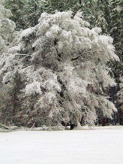 Frosty

This is an image of a snow-covered oak tree captured in Yosemite Valley just after a winter storm moved through the valley. 
The foreground of the image is a white carpet of undisturbed snow. The oak tree "Frosty" is framed on the left by the branches of another oak.
The right side of Frosty is framed by some taller Douglas Fir pine trees. 
Snow pretty much covers everything but the colors of the tree fight to break through. You can see a nice green under the branches of the pine trees. If you look at "Frosty" you can see hints of brown on the branches and trunk. 