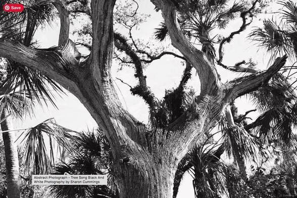 Black and white oak branches photograph by Sharon Cummings.  Haiku in post.