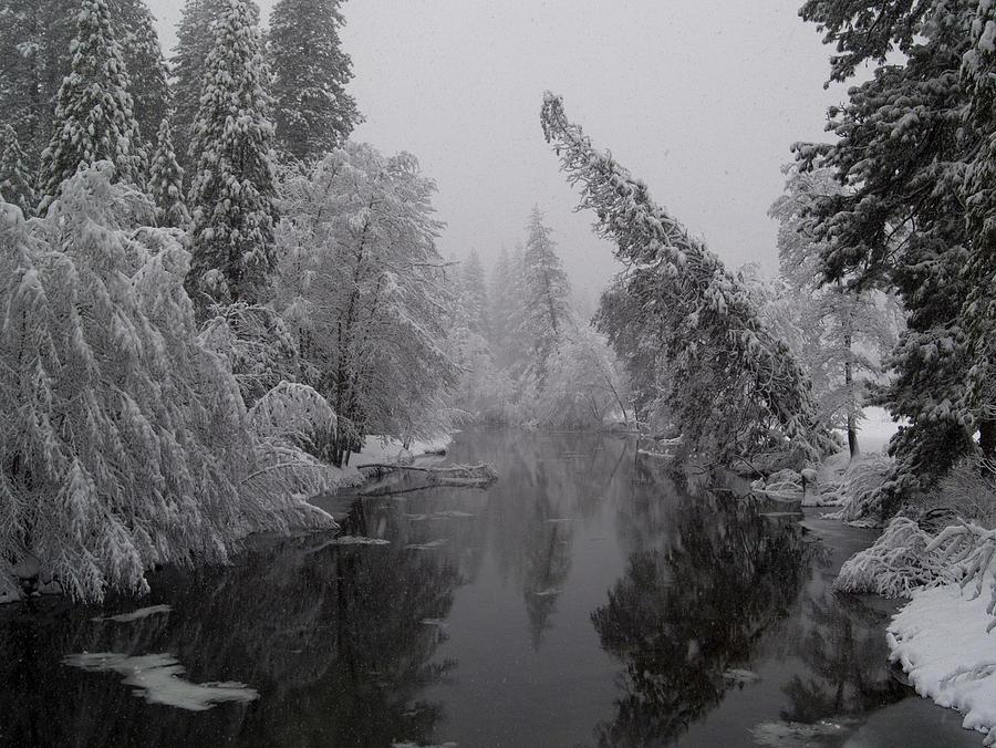 Leaning Tree

You’re looking at a quiet winter scene in Yosemite Valley, captured in black and white. The landscape feels still, cold, and hushed, as if the world has paused under fresh snowfall.

In the foreground, a single tall tree leans dramatically to the left, its trunk bending as though pushed over time by wind or weight. Its branches are bare and dusted with snow, giving it a delicate, skeletal appearance against the pale sky.

Beneath the tree, the Merced River flows gently from left to right. The water is dark and glassy, reflecting the shapes of nearby trees. Snow blankets the riverbanks, softening every edge and creating a smooth, unbroken white surface.

Across the river, a dense line of trees stands tall, their branches heavy with snow. Beyond them, the background fades into a soft, misty gray—snowfall and overcast sky blending together so the horizon almost disappears.

The overall mood is serene and contemplative. The leaning tree becomes the emotional anchor of the image—weathered, graceful, and enduring in the quiet of winter.