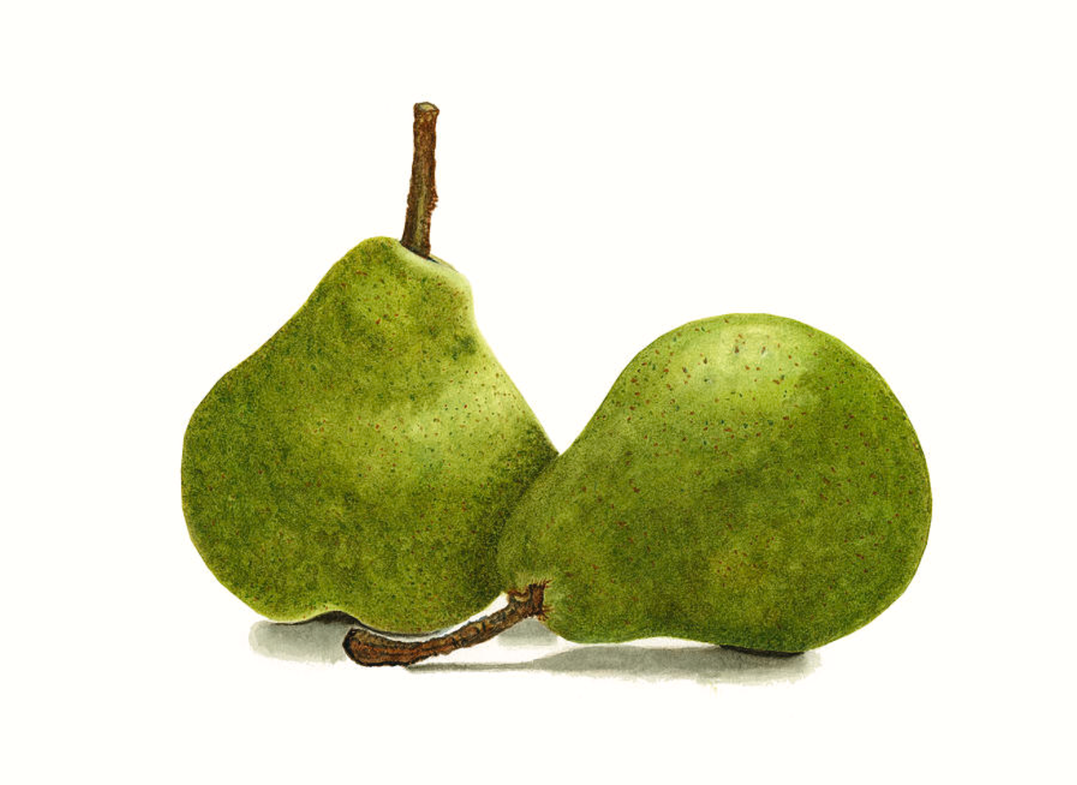 Two green and yellow Bartlett or Williams pears with long brown stems watercolor still life. Light and shadow plays along the luscious curves of two voluptuous pears nestled close to one another in this delightful painting. The mottled green and yellow skin is speckled with brown suggesting the ripening process. Rough stems in shades of brown emerge from the top of both pears.