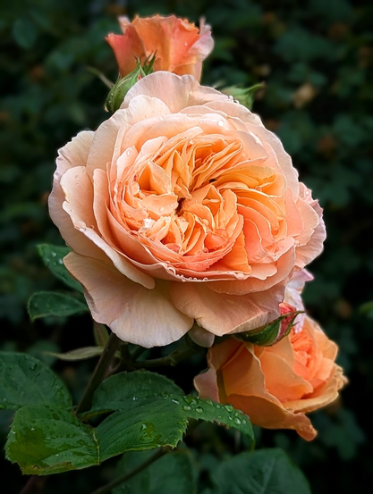 Photo of a peach-colored rose blossom surrounded by two buds and green leaves, photo by Karen Kaspar