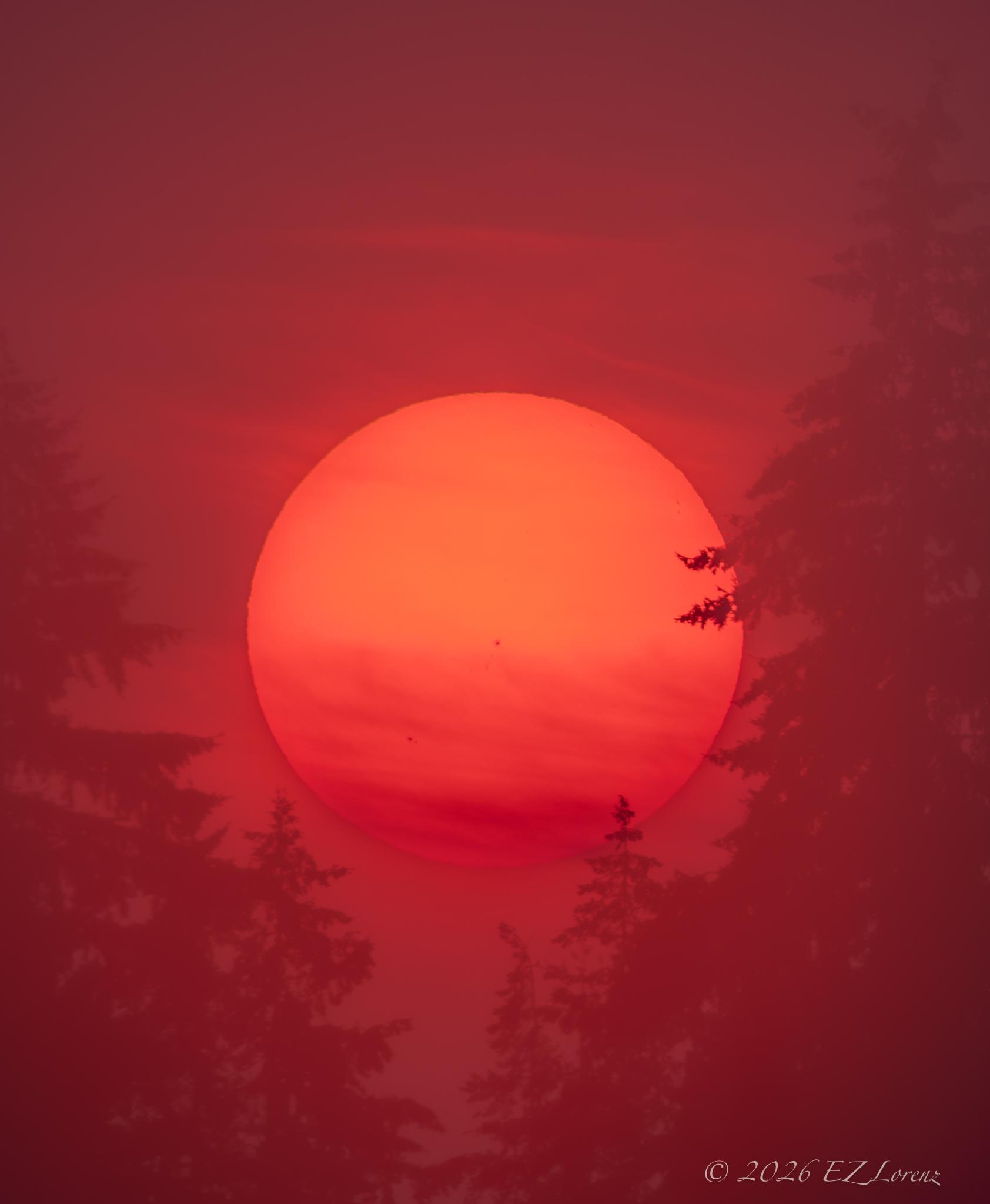 A closeup image of the sun at sunrise surrounded by evergreens. The sun has pink hue due wildfire smoke in Washington state.