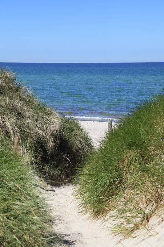 "Path Through the Sand Dunes" is a portrait-format photograph by Karen Kaspar.
A sandy path leads through green beach grass down to a beach. In the background, the deep blue sea is visible beneath a clear blue sky.
The photo was taken on a sunny summer day at a Baltic Sea beach in Germany.