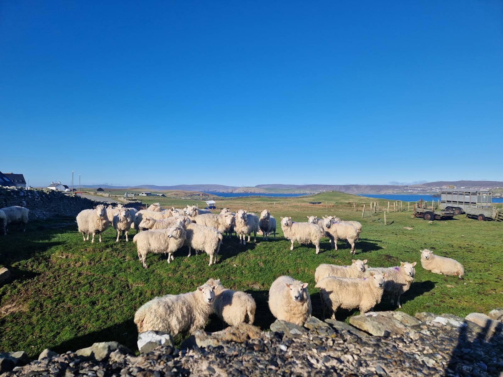A photograph over a wall and across a field towards the sea. In the distance, the Shetland mainland can be seen (so yes, the sea is the Sound between here and there). The sky is blue. Solid. Blue. Bluer than you can possibly imagine. And then more blue. There are no clouds. The field in the foreground is full of sheep (pregnant ewes, about to lamb). Lots of sheep. Almost as many sheep as the sky is blue. Did I mention the blue sky? The sheep have expressions on their faces that include "WTF? How rude!", "This is my duck face." and "Ain't that a blue sky, eh?"