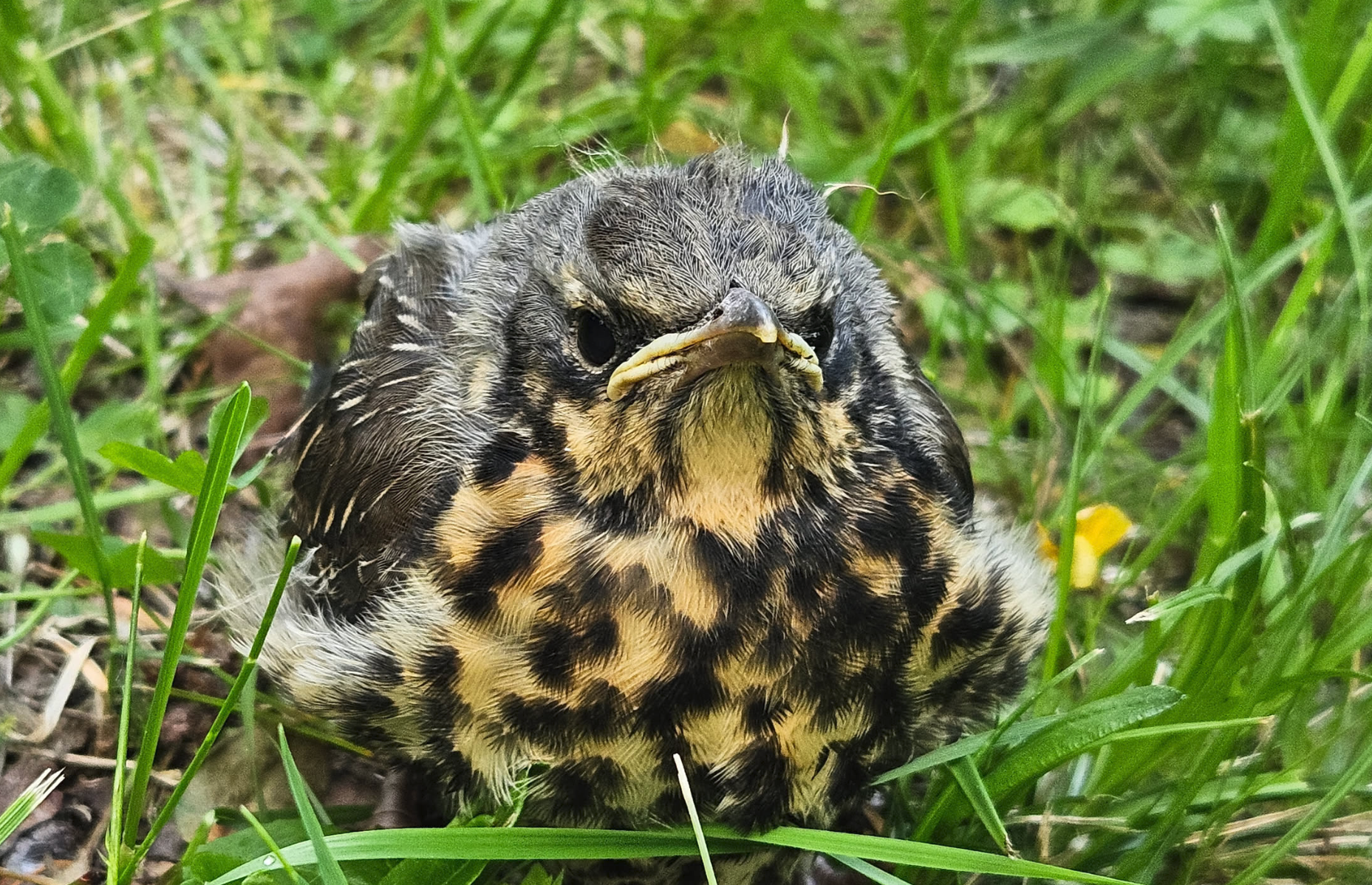 A fieldfare (thrush) sitting quietly in the grass, minding its own business.
