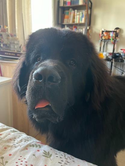 photo of Odin the black-haired nine-month-old newfie looking especially dumbfounded, tongue poking out
