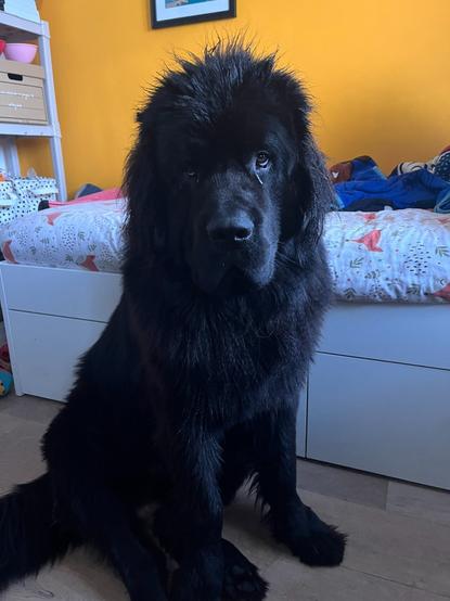 photo of Odin the black-haired nine-month-old newfie looking a bit damp