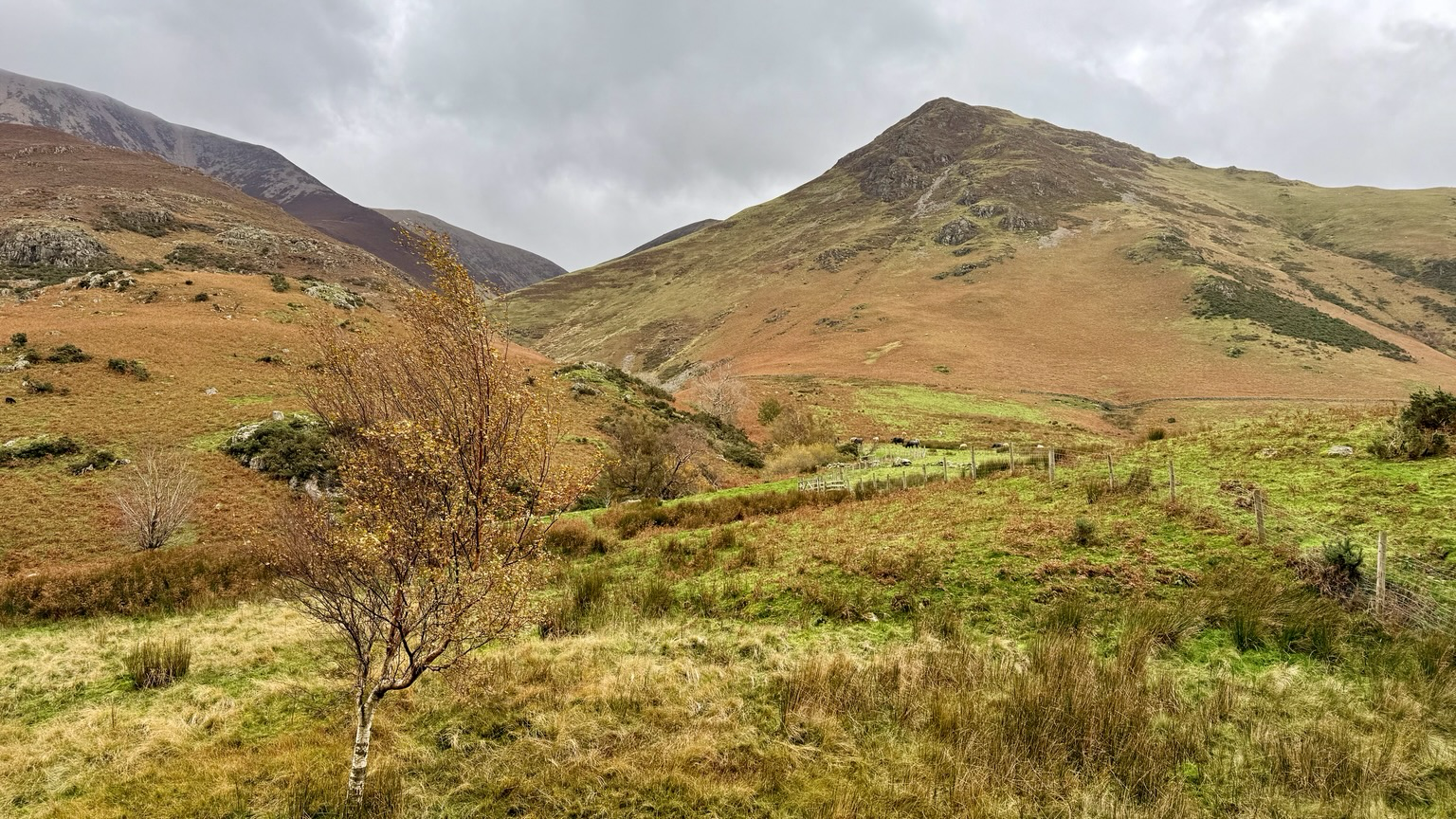 An autumnal silver birch in front of a valley between two mountains. The mountains are covered in brown heather and bracken.