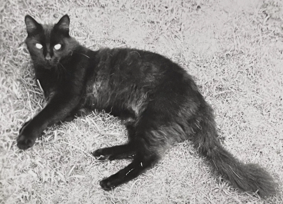 Black and white photo of a black medium haired cat lying on grass, looking up at the camera. It looks like it has pure white eyes with no pupils but it’s overwhelmingly likely that it's just light blow out from overexposure.
