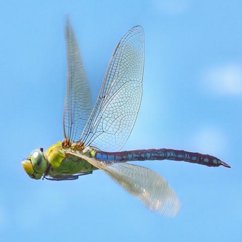 Große Königslibelle im Flug.
Hintergrund blau.