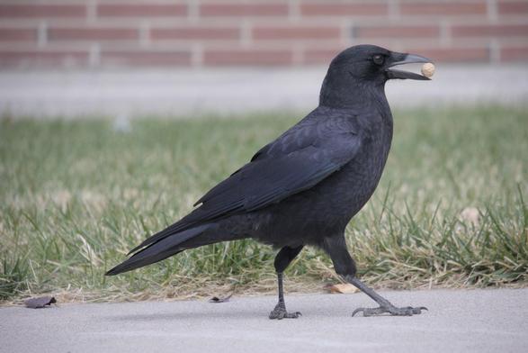 A crow walking to the right while holding a peanut in it's beak.