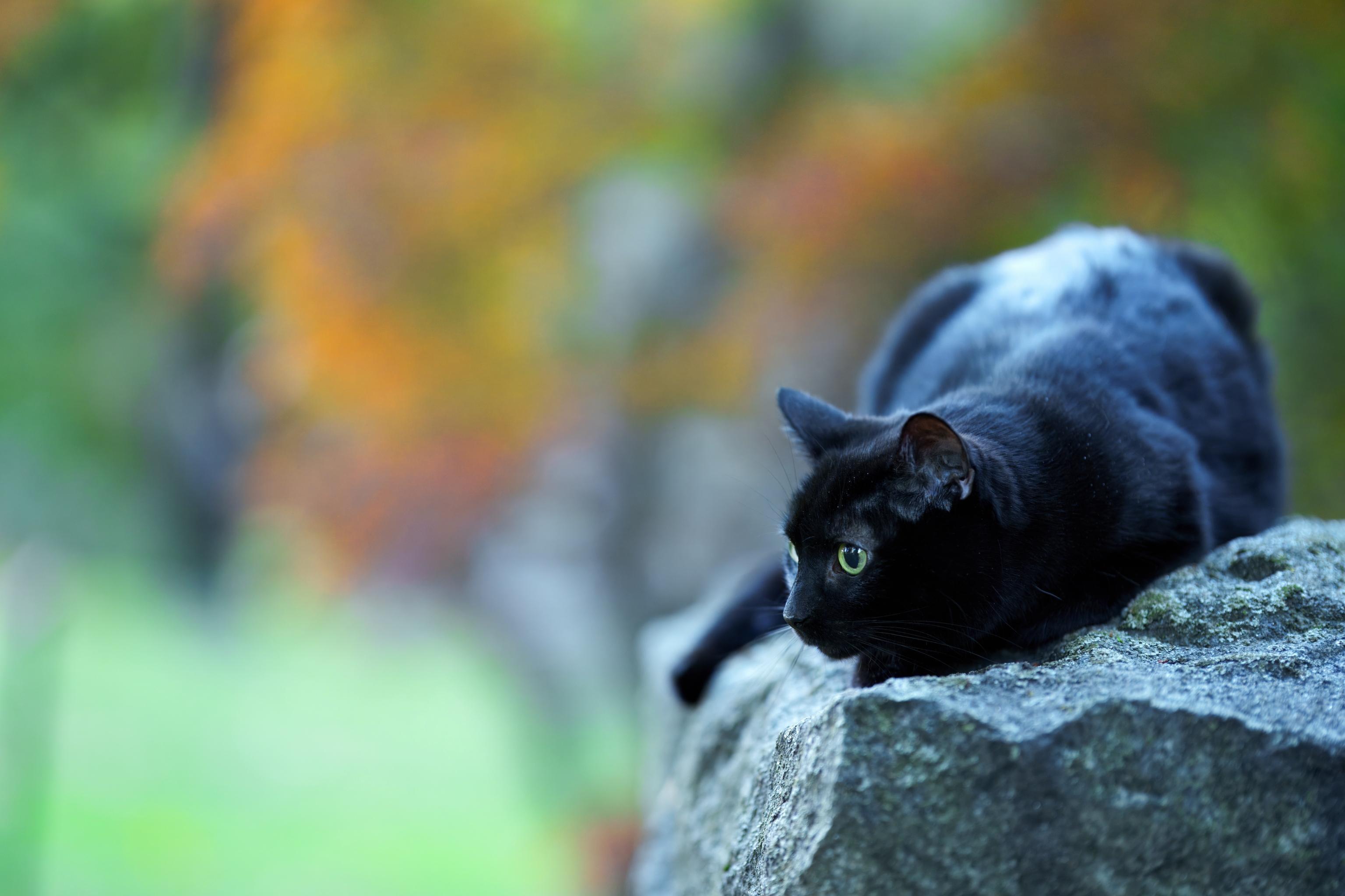 black cat on a grave stone
