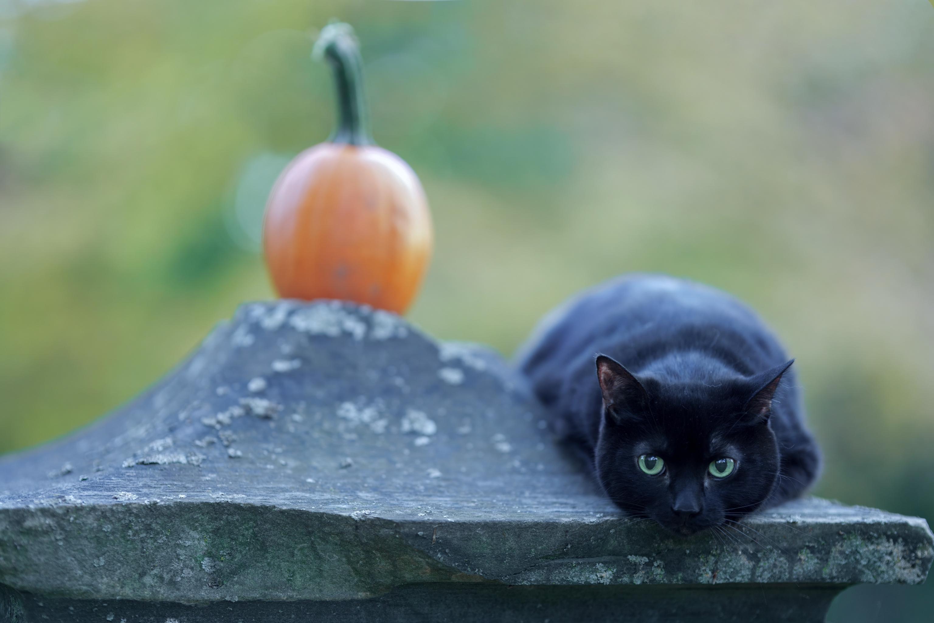 black cat on a grave stone with a pumpkin in a background
