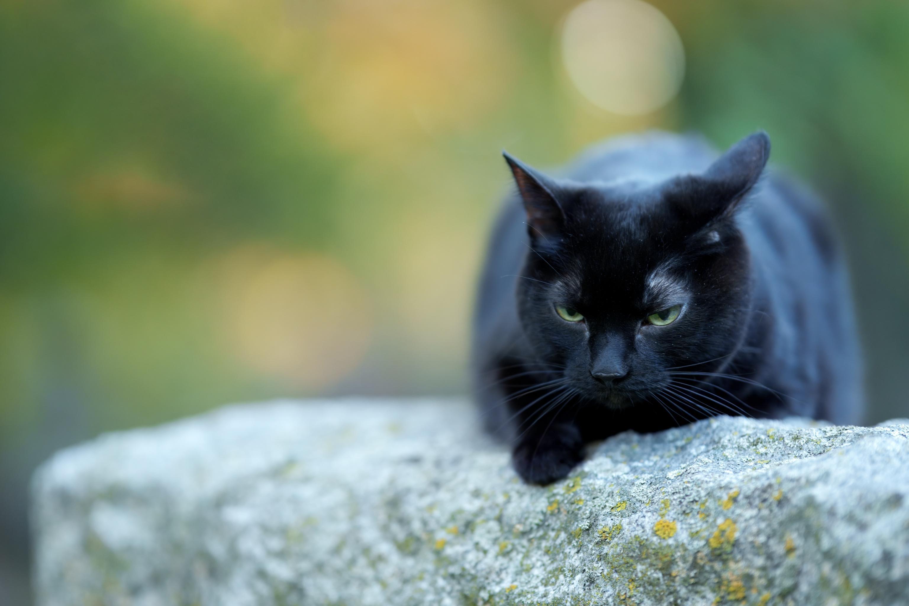 black cat on a grave stone looking suspicious