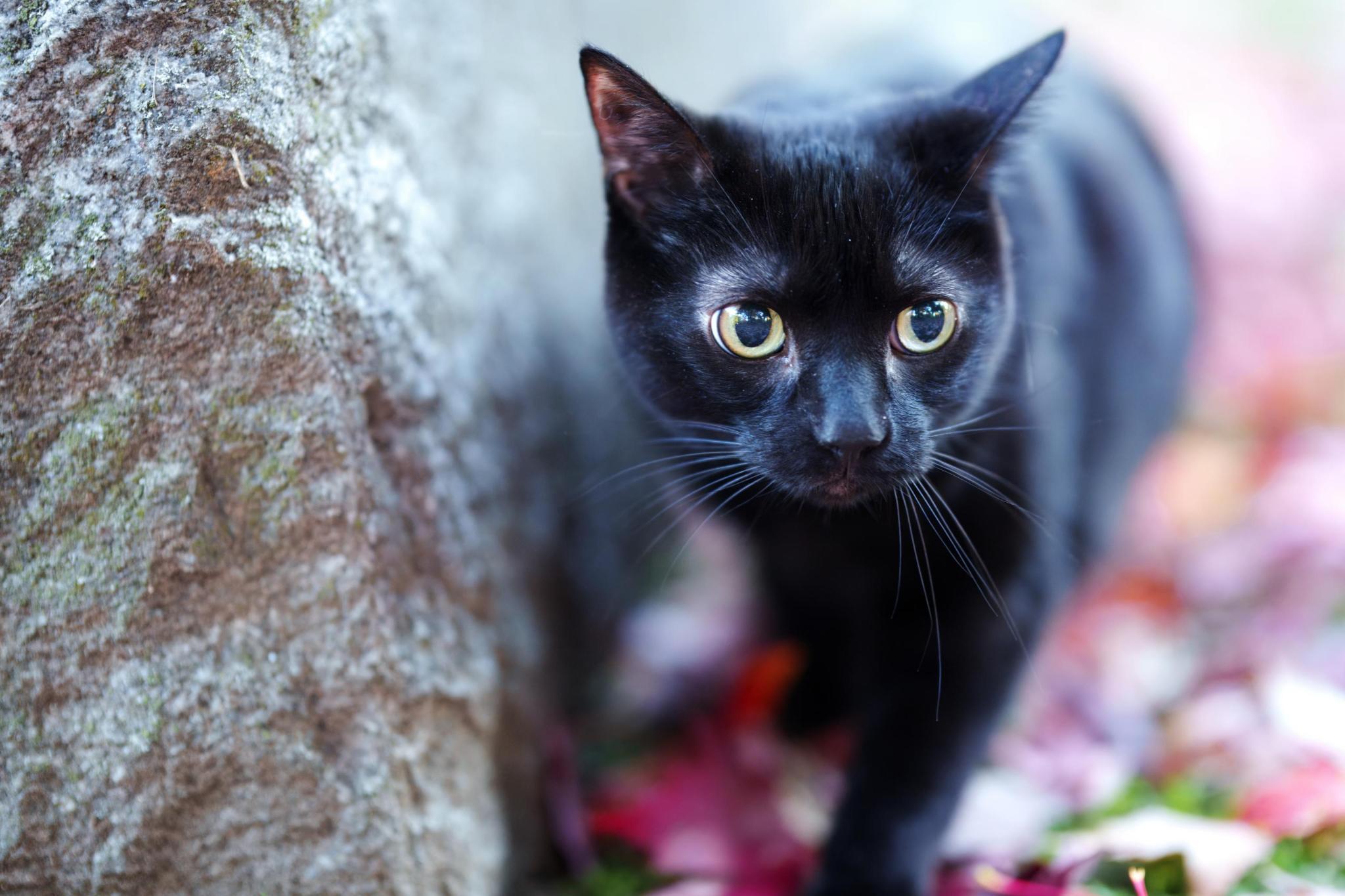 black cat on close up