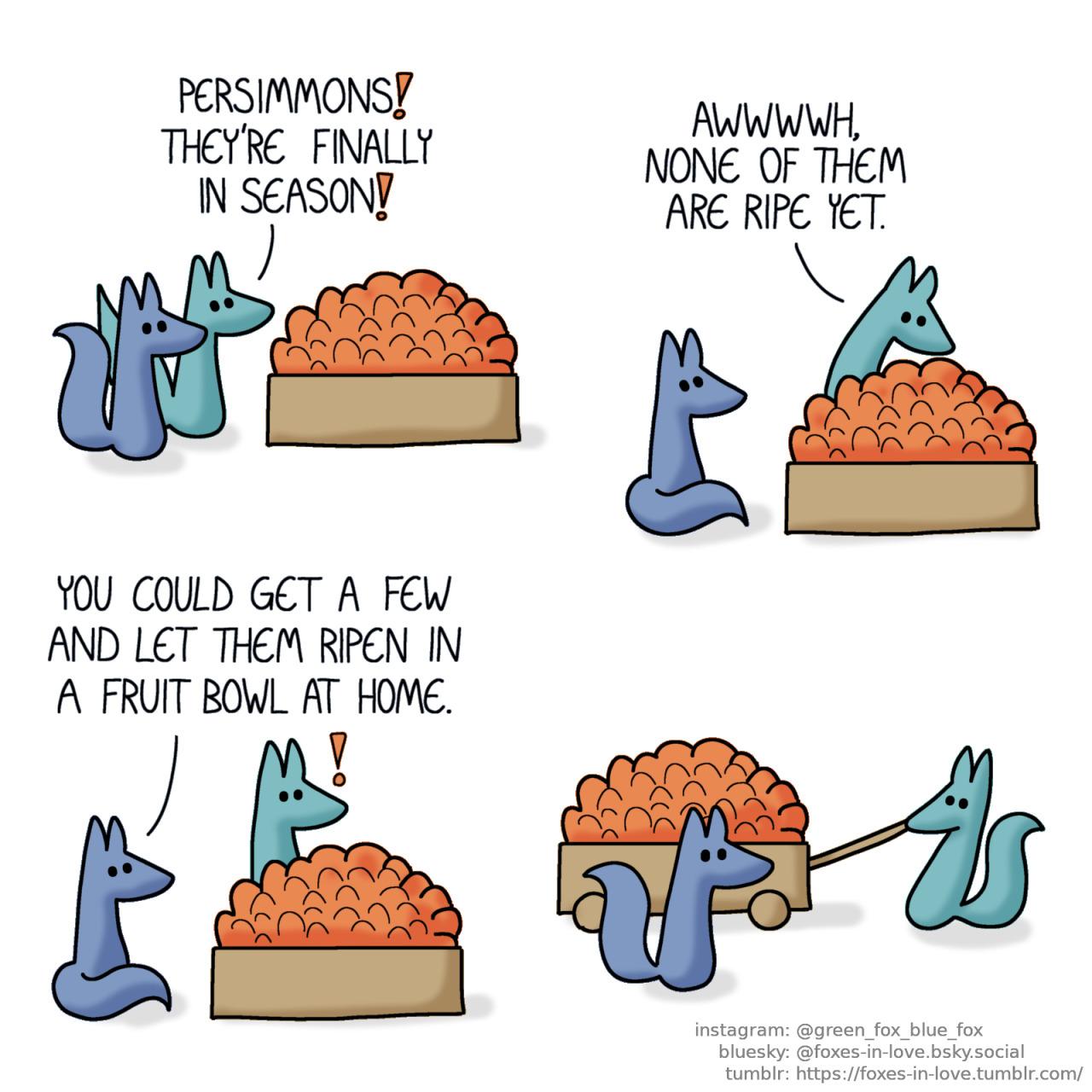 A comic of two foxes, one of whom is blue, the other is green. In this one, Blue and Green are in a grocery store, and Green spots a crate displaying a small mountain of fresh persimmon fruit, looking at it with delight. Green: Persimmons! They're finally in season!  Blue sits back and watches as Green dives into the persimmon pile, sniffing through them. The fruit mound is taller than one whole fox. Green: Awwwwh, none of them are ripe yet.  Blue looks at Green calmly, as his suggestion brings a spark of inspiration to Green's expression. Blue: You could get a few and let them ripen in a fruit bowl at home.  As the foxes head home, Green is hauling along a wheeled fruit grate. He has taken every single one of the persimmons that were on display.