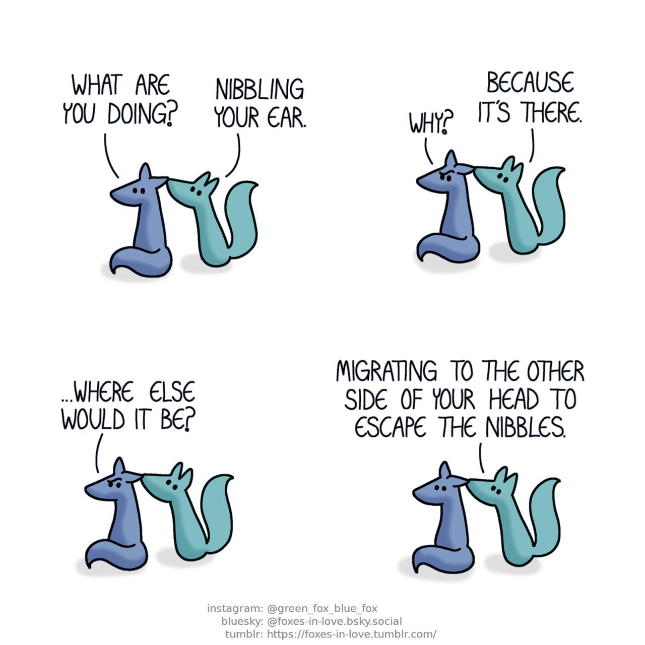 A comic of two foxes, one of whom is blue, the other is green. In this one, Blue is sitting down while Green is bothering him, nibbling on the tip of Blue's ear with his teeth. Blue: What are you doing? Green: Nibbling your ear. Blue: Why? Green: Because it's there. Blue: ...Where else would it be? Green: Migrating to the other side of your head to escape the nibbles.