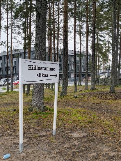 Kuva Kalajoen hiekkasärkkien alueelta. Kuvassa valkoinen kyltti, jossa teksti "Hiillostamme siikaa" mäntyjen keskellä.