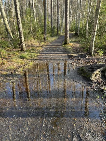 Metsäpolulle on syntynyt matala mutta kuraisen upottava lammikko, joka peittää koko polun laidasta laitaan.