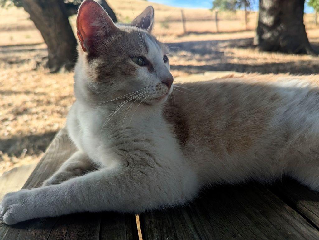 a cream and brown cat is looking to the right of camera. She is lounging atop a picnic table. There is yellow-browned grass in the background and tree trunks poking towards the top of the frame