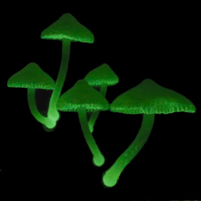 Mycelium Avatar