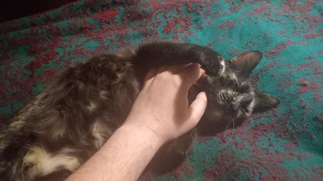 Kitty #2