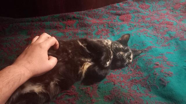 Kitty #1