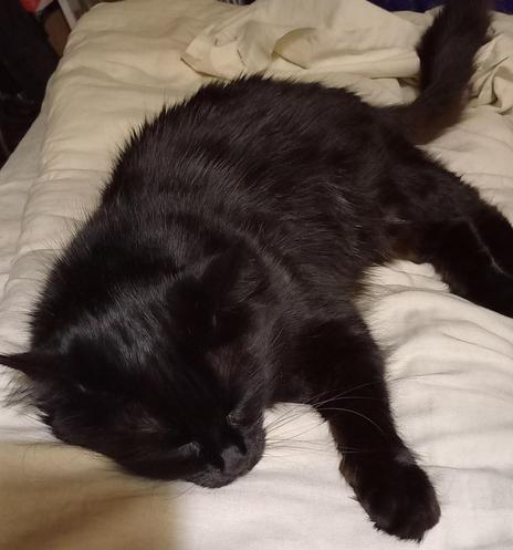 A Black Turkish Angora sleeping like no one's watching.