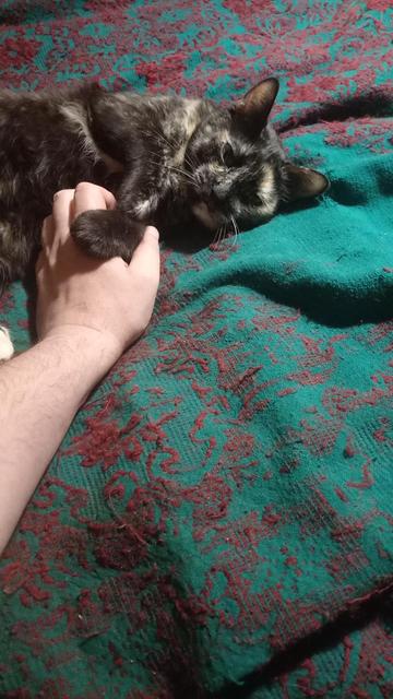 Just my arm and my cat, paw in hand forever.