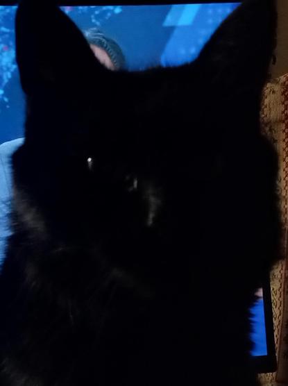 My black cat being a sta,r filling up almost the entire shot with darnkess, her fur a fuzzy outline against a TV screen.
