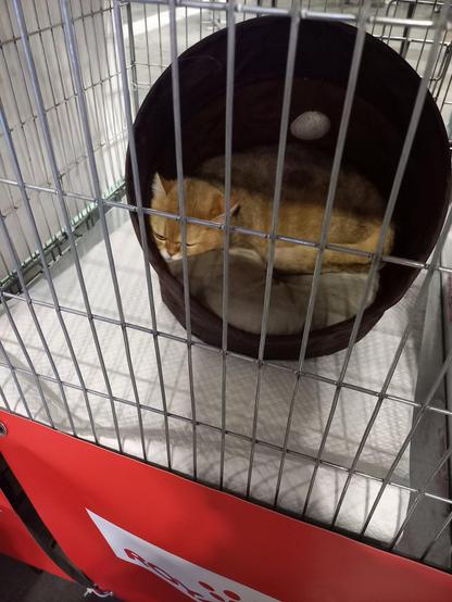 A grumpy orange cat, behind bars, trying to get some shut-eye in its kitty bed at the International Cat Exhibition 2026 at Inter Expo Center in Sofia, Bulgaria