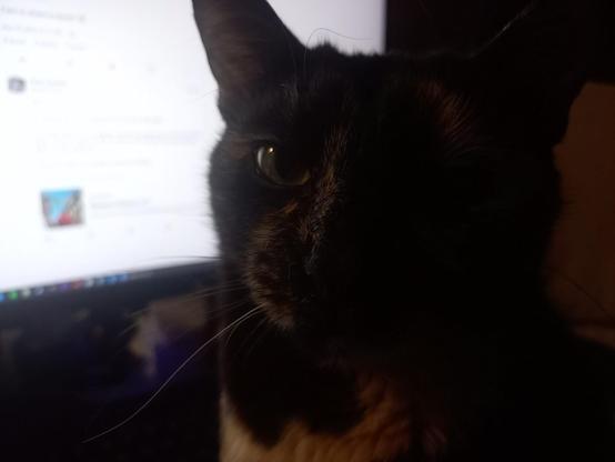 My cat, silently waiting at my desk 20 centimetres away from my face, giving me the accusatory eye.