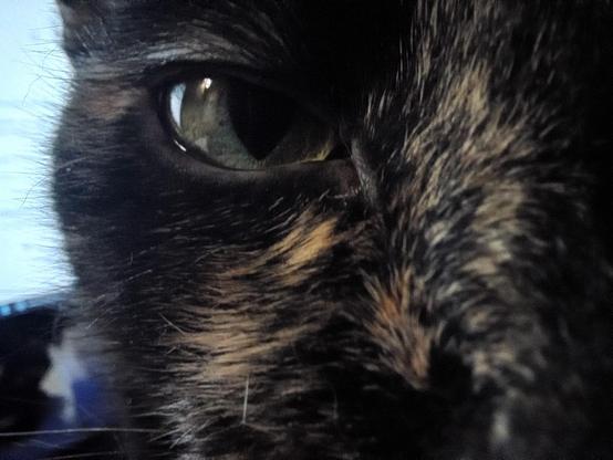 An extreme closeup of my cat's eye.
