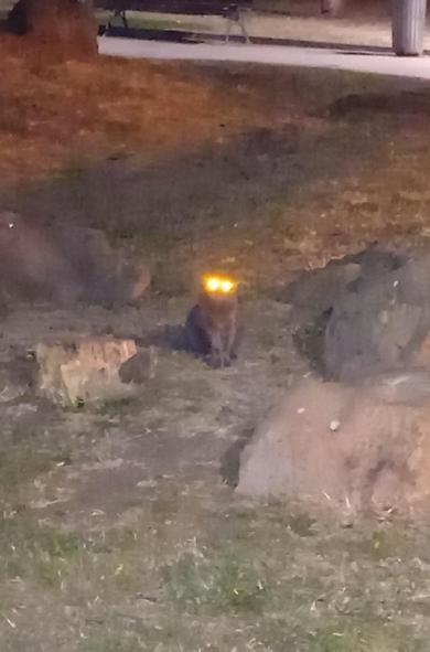A cat in the park past midnight, looking at me. The flashlight of my phone has made her eyes glowing  in lazer red.
