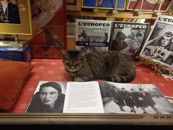 A cat chilling after work hours at the display window of a bookstore in Sofia, Bulgaria