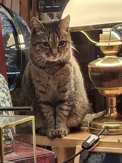 Minerva next various store wonderments 001