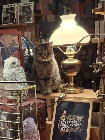 Minerva next various store wonderments and an owl 002