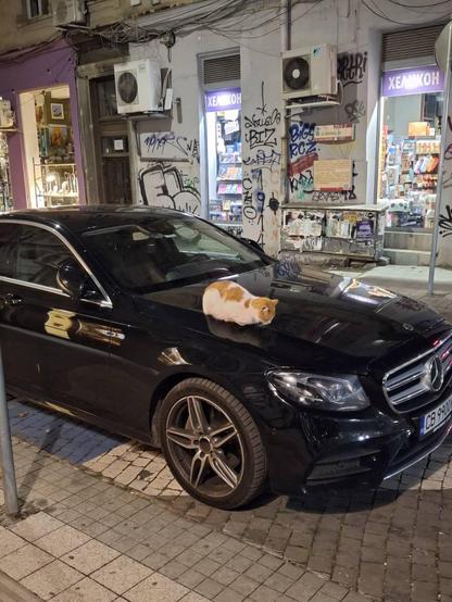 A loafing cat on a black Mercedes' bonnet in a street at night establishing shot.