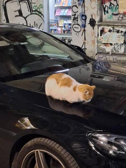 A loafing cat on a black Mercedes' bonnet in a street at night close-up shot.