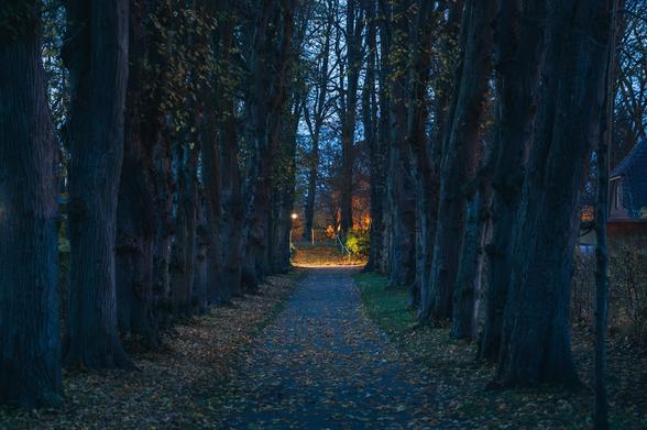 Allee in der aufkommenden Nacht