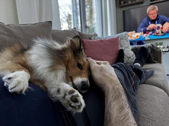Mein Sheltie und ich auf dem Sofa