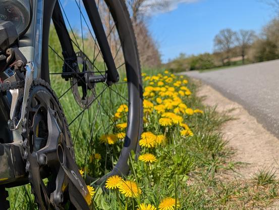 Gravelbike und Löwenzahn