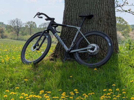 Canyon Grail Gravelbike an einer Eiche