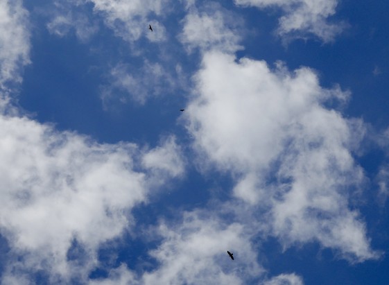 Blue sky with scattered clouds and three birds flying.