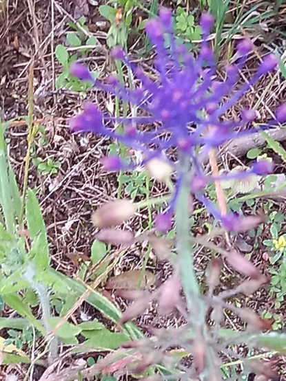 Pflanze mit violettem Blütenbereich.  Die Blüten spreizen sich händig nach allen Seiten.